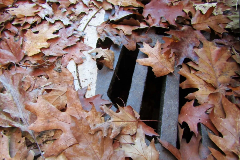 Storm debris like leaves and twigs blocking a drain