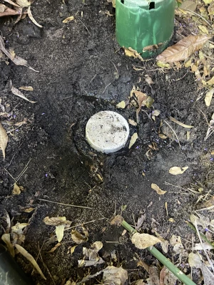 Blocked and overflowing main sewer drain inspection shaft in Kensington
