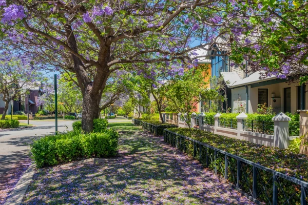 An image of a Subiaco street