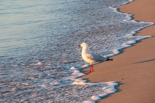 beach in port kennedy