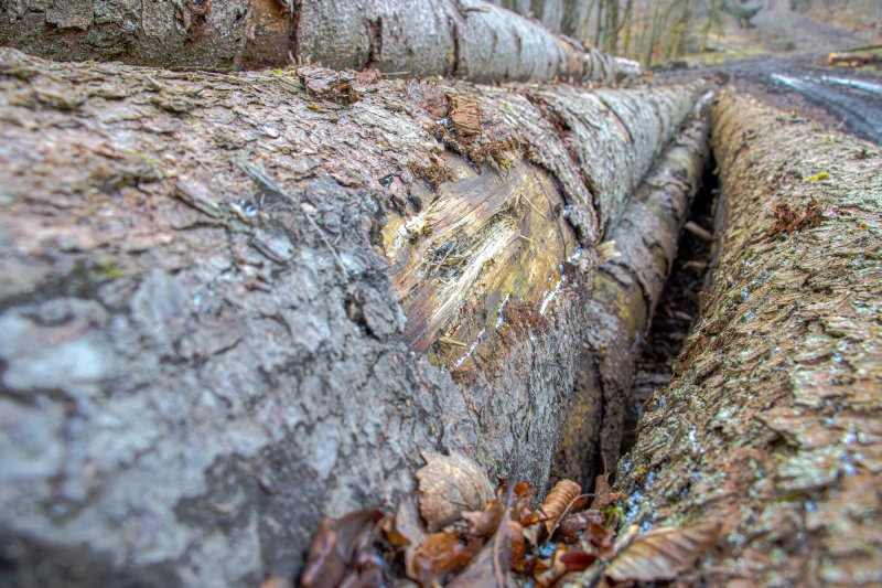 Close-up of tree roots damaging pipes