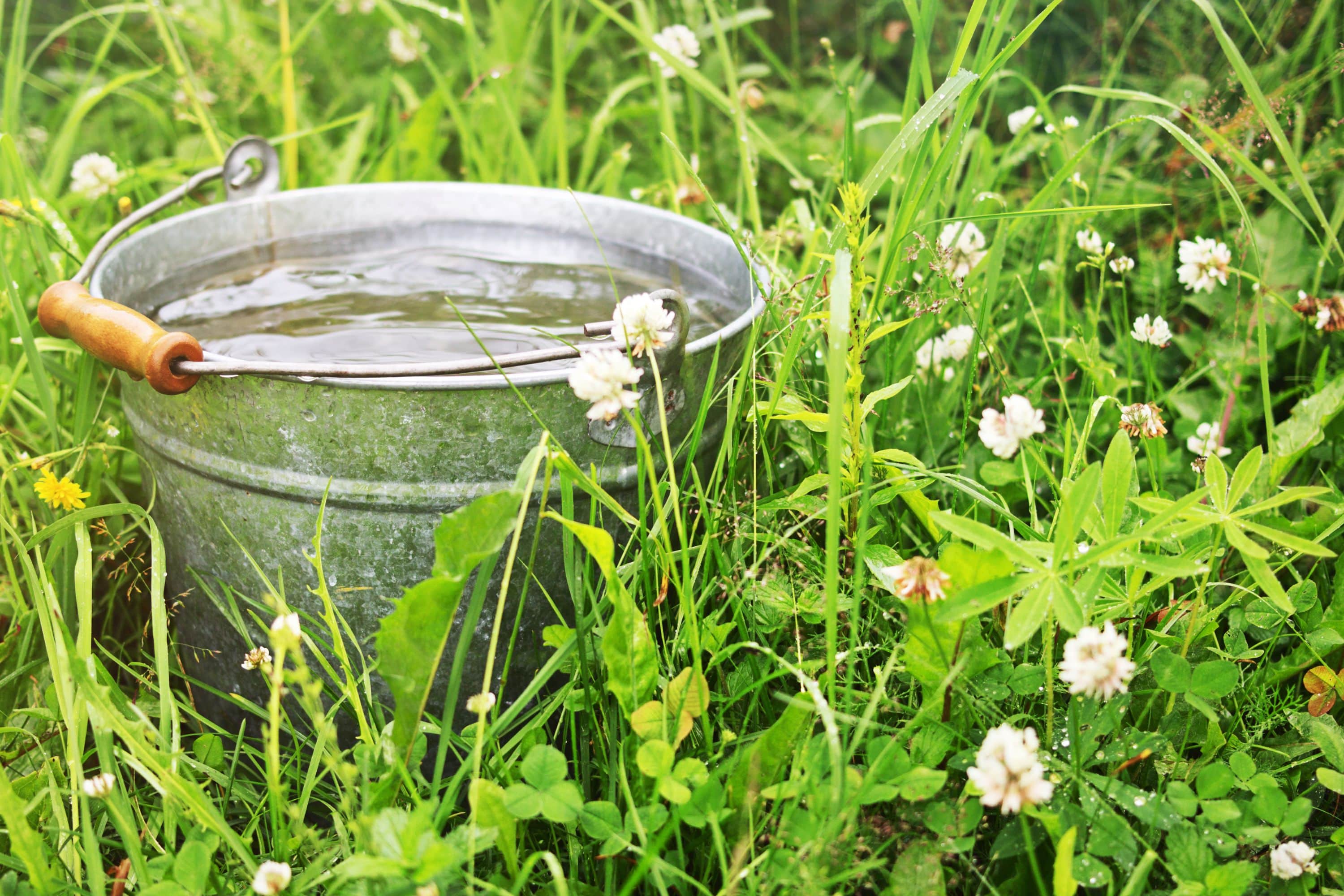 a bucket containing shower water to water plants